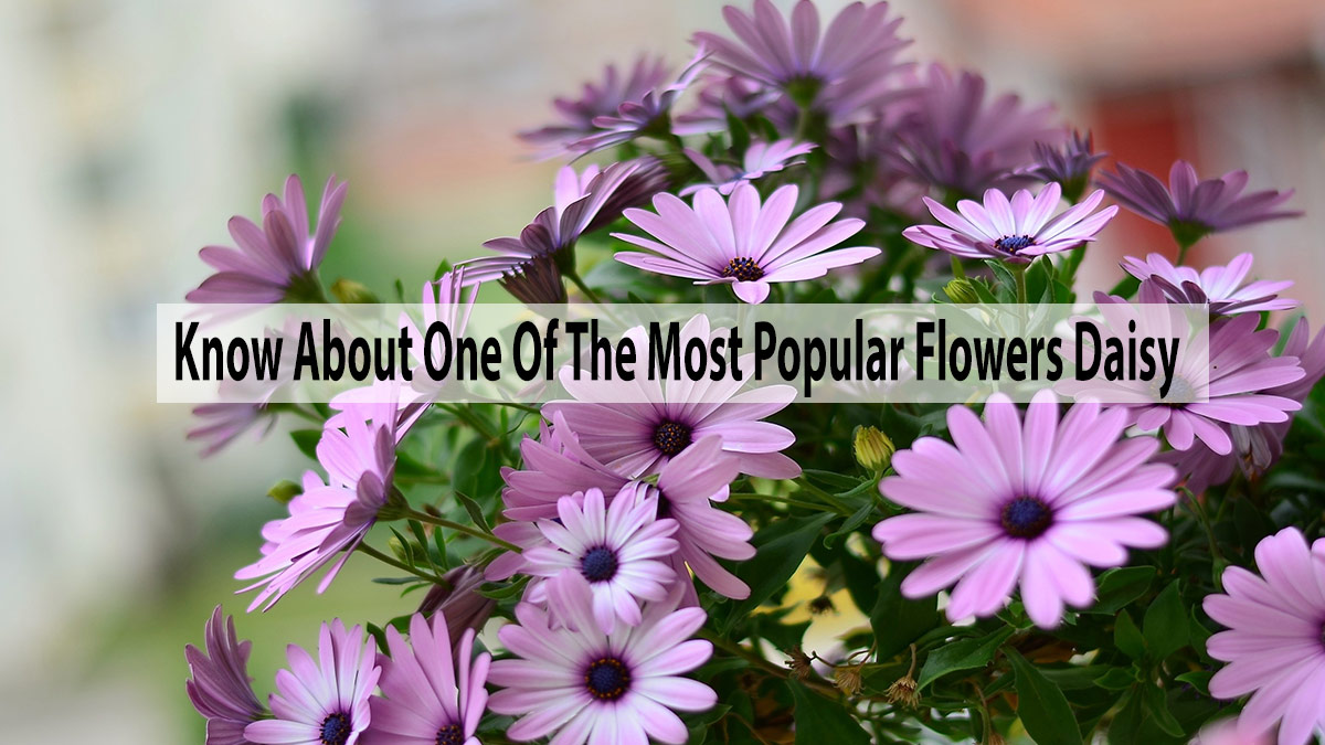 Know About One Of The Most Popular Flowers Daisy